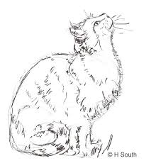 Your Guide To Drawing And Sketching Cats Dog Drawing Tutorial Animal Drawings Cat Sketch