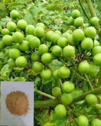 Image result for Solanum torvum