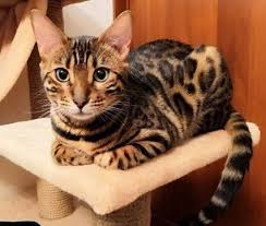 cats names bengal 27 ideas cat bengal cat cats ideas names katzen bengal cat cats ideas katzen names katzen katzen fotos katzenrassen