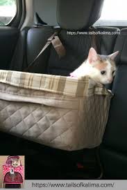 Kali Ma The Cat Going For A Ride In The Car Cat Car Travel Tips From A Registered Animal Therapy Owner Traveling In The Car With Your Cat Car Cat Car