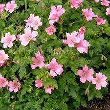 Pin On Perennials For Season Long Bloom