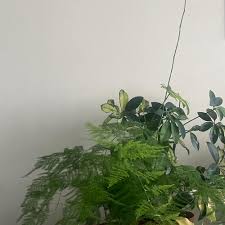 Image result for Asparagus laricinus