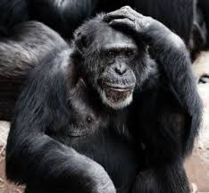 Really Perfect Yosemite Sam Voice Primates Animals Chimpanzee