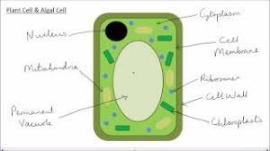 Check spelling or type a new query. Animal Plant Cells Gcse Science Biology Get To Know Science Youtube