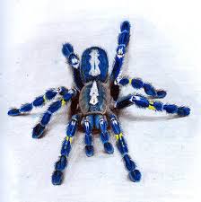 Maybe you would like to learn more about one of these? Creative Compendium Inspiration Part 2 Spiders And Princesses Poecilotheria Metallica Tarantula Animals