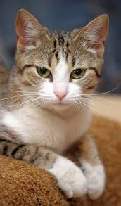 This list has white cat names that are perfect for your new furball —from unique and fun to creative and ironic. 120 Adorable Unisex Tabby Cat Names Faqcats Com