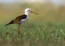 Black Birds In Pakistan Black Winged Stint By Jaffar Hussain Mandhro Animals Birds Wings