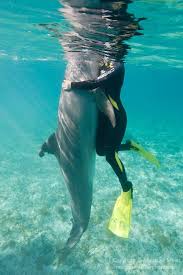 Dolphin Bottlenose Hug 017750 Jpg Matthew Meier Photography Common Bottlenose Dolphin Bottlenose Dolphin Dolphins