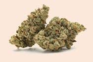 Santa Maria Weed Strain Information
