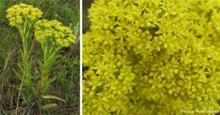 Image result for Crassula alba