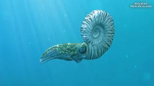 Skip to main search results. Mosasaur And Ammonite Animation Clips Ancient New Zealand Youtube