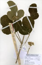 Image result for Vitex madiensis