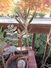 Image result for Kalanchoe daigremontiana