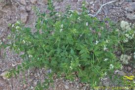 Image result for Cleome aculeata