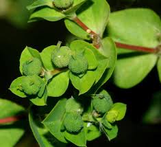 Image result for Euphorbia platycephala