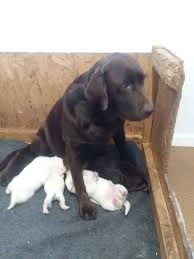 Maybe you would like to learn more about one of these? Labrador Retriever Puppy Dog For Sale In Mars Hill North Carolina