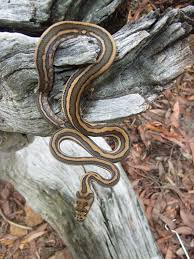 Native Australian Carpet Pythons Come In A Variety Of Colourations This One Is Striped Australia Animals Australian Native Animals Australian Fauna