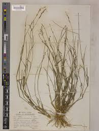 Image result for Entolasia