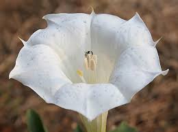 Image result for Datura inoxia