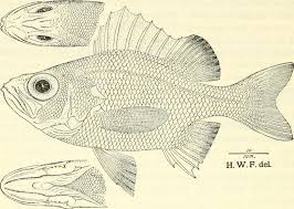 Blackthroat Seaperch Wikipedia