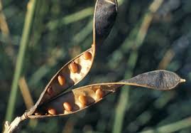 Image result for Aptosimum junceum