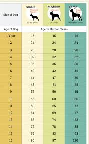 Pin By Katie Cook On Claws Dogs Dog Age Chart Dog Ages