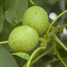 Last fall the tree had almost no walnuts. Buy Black Walnut Tree Online Free Uk Delivery Free Ltd 3 Year Warranty