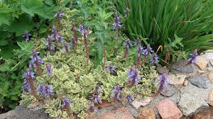 Image result for Coleus neochilus