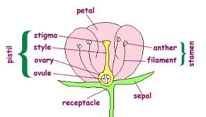 Most flowers have male parts, called stamens, and female parts, called carpels. Great Plant Escape Plant Parts