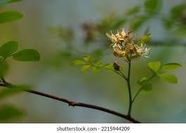 Image result for Harrisonia