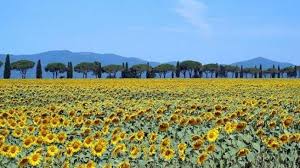 Tempat wisata ini pun kemudian menjadi tujuan wisata favorit bagi kaum muda. Menakjubkan Lihat Ladang Bunga Matahari Di Tuscany Italia