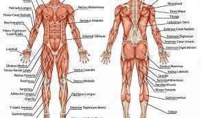 Muscle diagrams are a great way to get an overview of all of the muscles within a body region. Label The Muscles Label Muscles Of The Body Label Muscles Of The