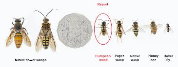 How To Identify European Wasps Agriculture And Food