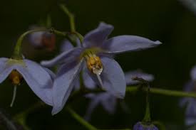 Image result for Solanum seaforthianum