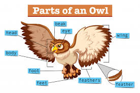 Groups of similar cells form. Free Vector Diagram Showing Parts Of Owl