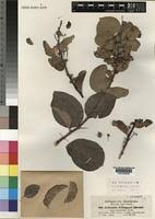 Image result for Gymnosporia arbutifolia
