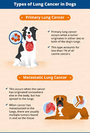 Dogs with bladder cancer are listed as being in stages 0 to 4. Lung Cancer In Dogs Causes Signs Treatment Canna Pet