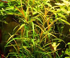 Image result for Potamogeton richardii