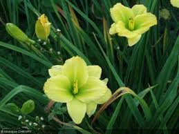 epingle sur daylilies