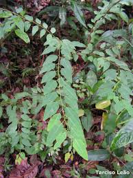 Image result for Maprounea