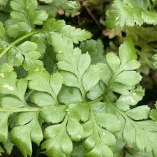Image result for Asplenium adiantum-nigrum