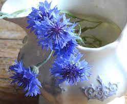 Bachelor Buttons Blue Boy Cornflowers Centaurea Cyanus Heirloom Seeds Bachelor Buttons Annual Flowers