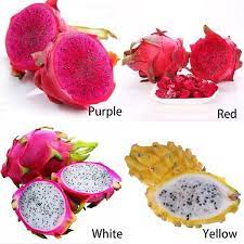 Dragon fruit plant, 'dark star, ' hylocereus, pitahaya, epiphyllum, delicious, edible cactus fruit, high in vitamin c, 3 gallon, 3 big and healthy plants : 20pcs Bag Pitaya Seeds Dragon Fruit Seeds Bonsai Hylocereus Undatus Cactus Seeds Dragon Fruit Dragon Fruit Smoothie Fruit Smoothies