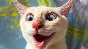 Funniest Cats And Dogs Awesome Funny Pet Animals Life Video Woavideos Woafunny 2 Youtub Funny Cats And Dogs Funny Animal Videos Funny Animals