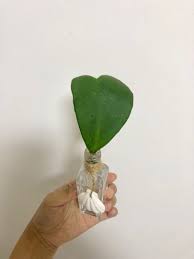 Water propagation is my favorite method for most plants. Hoya Kerrii Cutting Heart Shaped Hoya Rooted Furniture Home Living Gardening Plants Seeds On Carousell