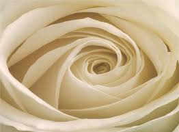 Download the perfect beige pictures. Cream Rose Wallpaper White Petal Rose Flower Rose Family Close Up Garden Roses Plant Rose Order Beige 1937955 Wallpaperkiss
