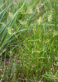 Image result for Anthoxanthum nivale