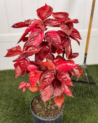 Image result for Acalypha nyasica