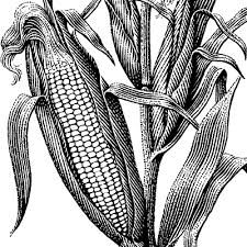 We did not find results for: Corn Drawing 1 Corn Drawing Drawings Scratchboard