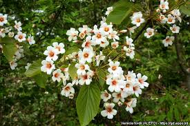 Image result for Vernicia fordii